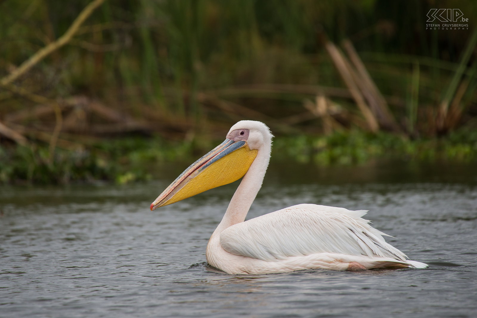 Lake Naivasha - Roze pelikaan (Great White Pelican, Pelecanus onocrotalus)  Stefan Cruysberghs